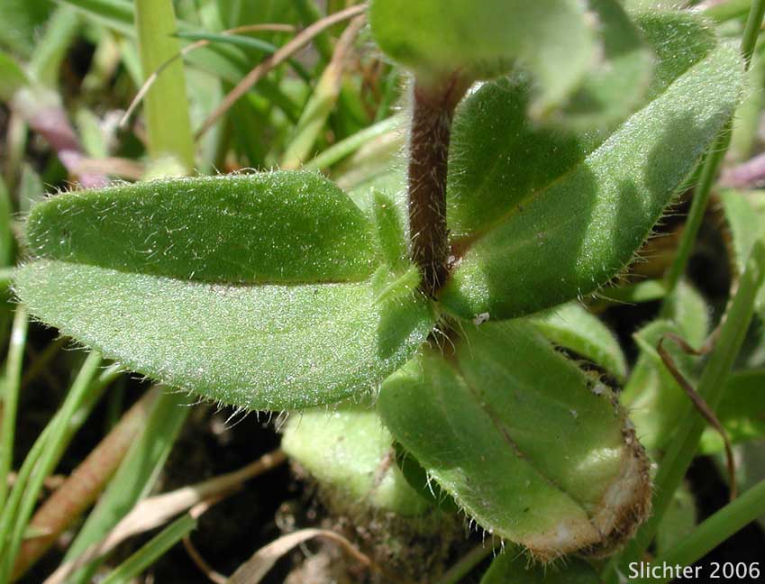 Stem leaves of Large Mouse Ears, Mousear Chickweed, Sticky Chickweed, Sticky Mouse-ear Chickweed: Cerastium glomeratum