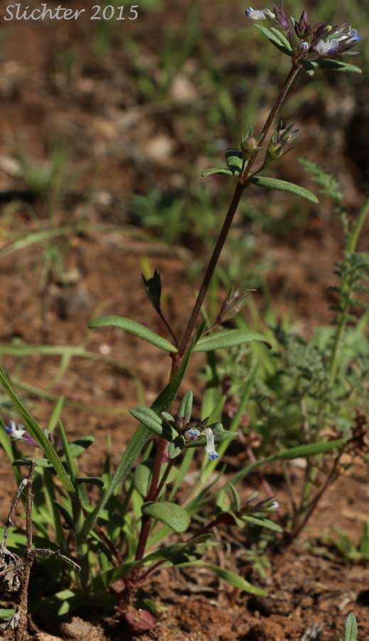 Maiden Blue-eyed Mary, Small-flowered Blue-eyed Mary: Collinsia parviflora (Synonyms: Antirrhinum tenellum, Collinsia grandiflora var. pusilla, Collinsia tenella)