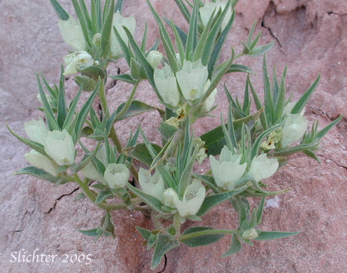 Ghost Flower, Mojave Ghost Flower: Mohavea confertiflora (Synonym: Antirrhinum confertiflorum)