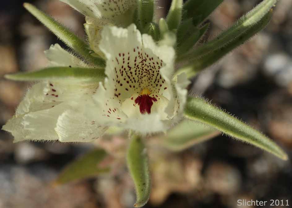 Ghost Flower, Mojave Ghost Flower: Mohavea confertiflora (Synonym: Antirrhinum confertiflorum)