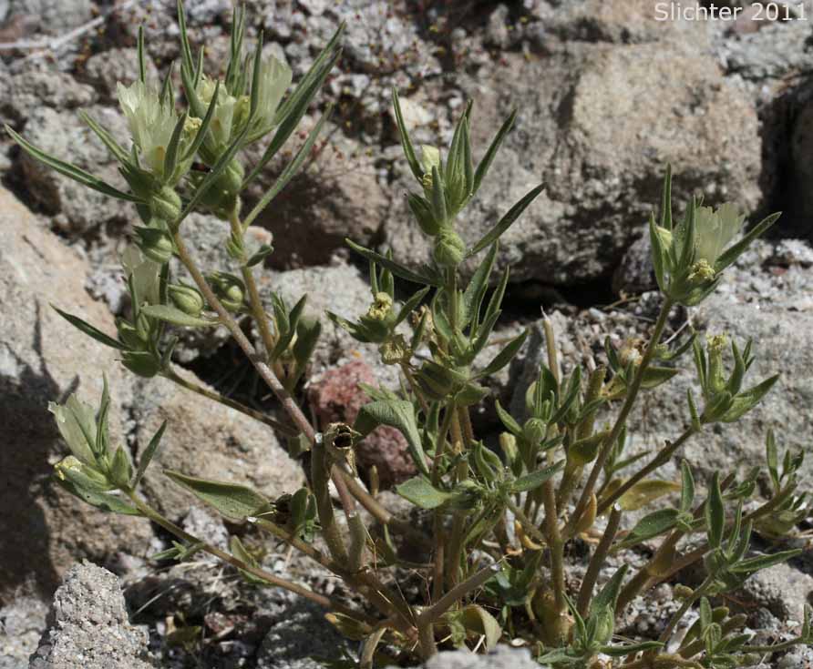 Ghost Flower, Mojave Ghost Flower: Mohavea confertiflora (Synonym: Antirrhinum confertiflorum)