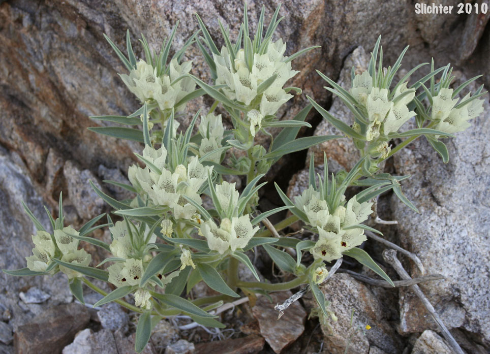 Ghost Flower, Mojave Ghost Flower: Mohavea confertiflora (Synonym: Antirrhinum confertiflorum)