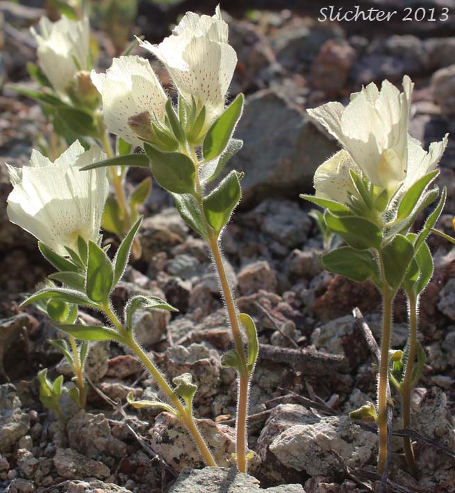 Ghost Flower, Mojave Ghost Flower: Mohavea confertiflora (Synonym: Antirrhinum confertiflorum)