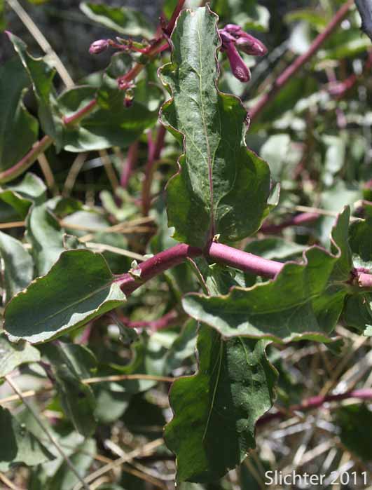 Mid-stem leaves of Cleveland's Beardtongue: Penstemon clevelandii var. clevelandii
