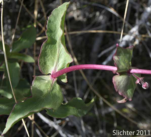 Upper stem leaves of Cleveland's Beardtongue: Penstemon clevelandii var. clevelandii