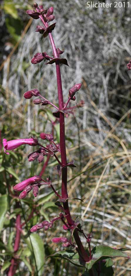 Cleveland's Beardtongue: Penstemon clevelandii var. clevelandii