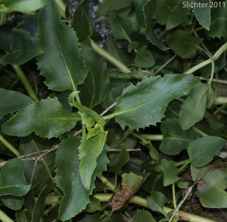 Cleveland's Beardtongue: Penstemon clevelandii var. clevelandii