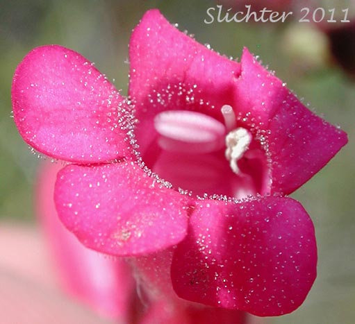 Flower of Cleveland's Beardtongue: Penstemon clevelandii var. clevelandii