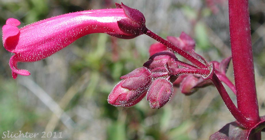 Flower of Cleveland's Beardtongue: Penstemon clevelandii var. clevelandii