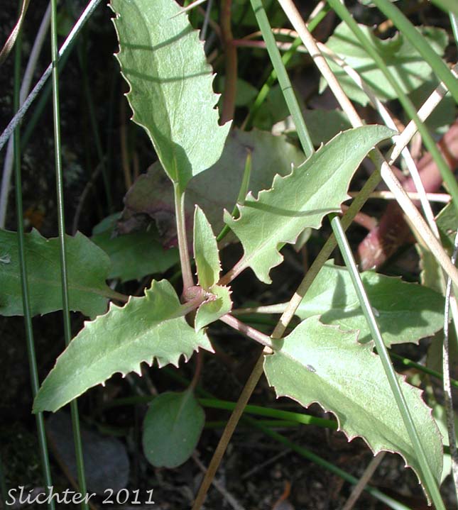 Mid-stem leaves of Cleveland's Beardtongue: Penstemon clevelandii var. clevelandii