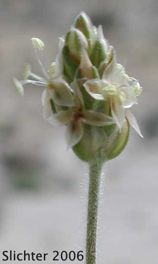 Inflorescence of Desert Plantain: Plantago ovata var. fastigiata (Synonyms: Plantago fastigiata, Plantago insularis var. fastigiata)