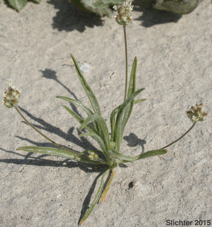 Desert Plantain: Plantago ovata var. fastigiata (Synonyms: Plantago fastigiata, Plantago insularis var. fastigiata)