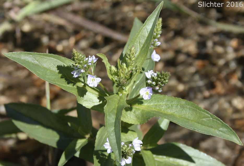 Water Speedwell: Veronica anagallis-aquatica