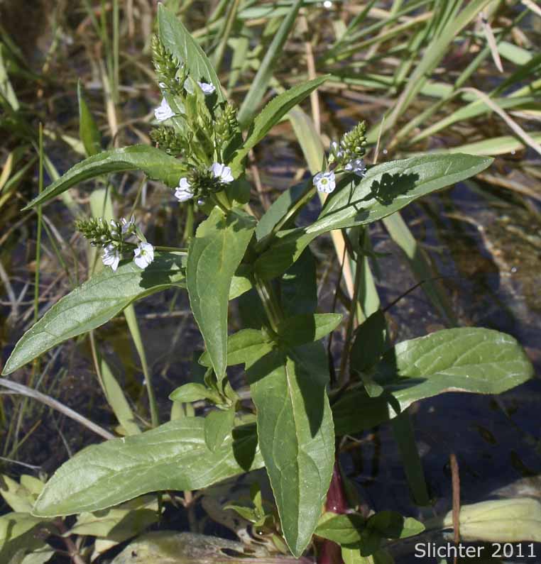 Water Speedwell: Veronica anagallis-aquatica