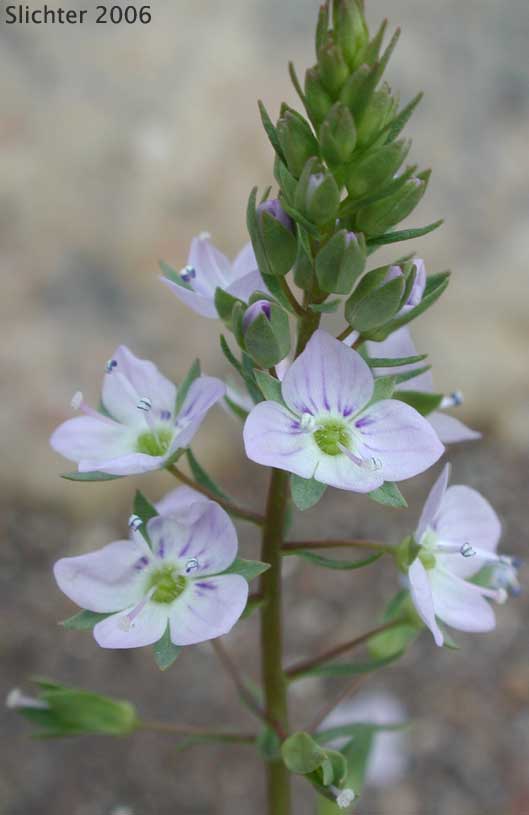 Water Speedwell: Veronica anagallis-aquatica