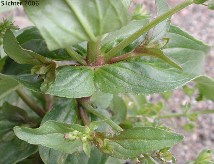 anagallis-aquatica