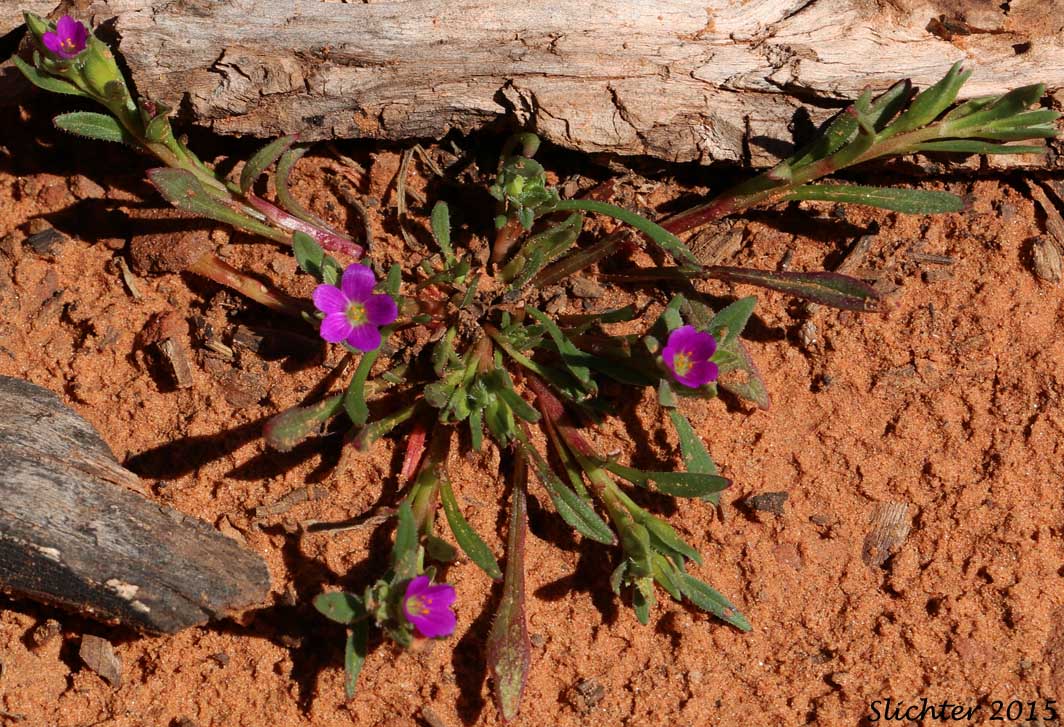 Redmaids, Red Maids, Fringed Redmaids: Calandrinia ciliata (Synonym: Calandrinia ciliata var. menziesii)