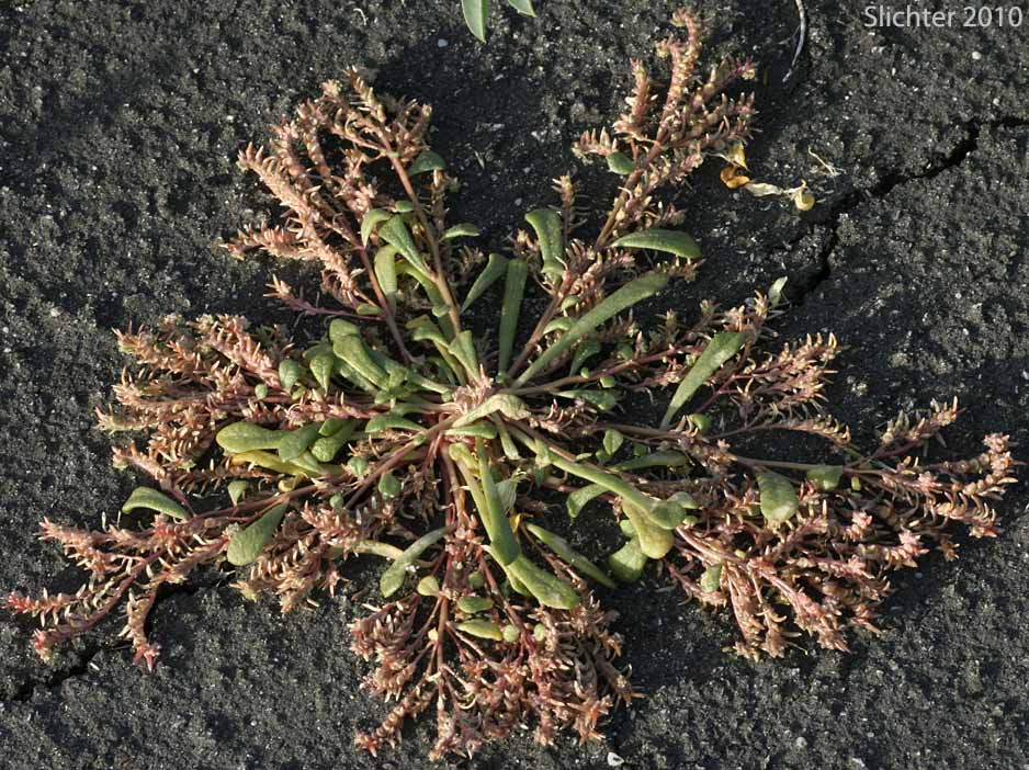 Common Pussypaws, Pussy Paws: Calyptridium monandrum (Synonym: Cistanthe monandra)
