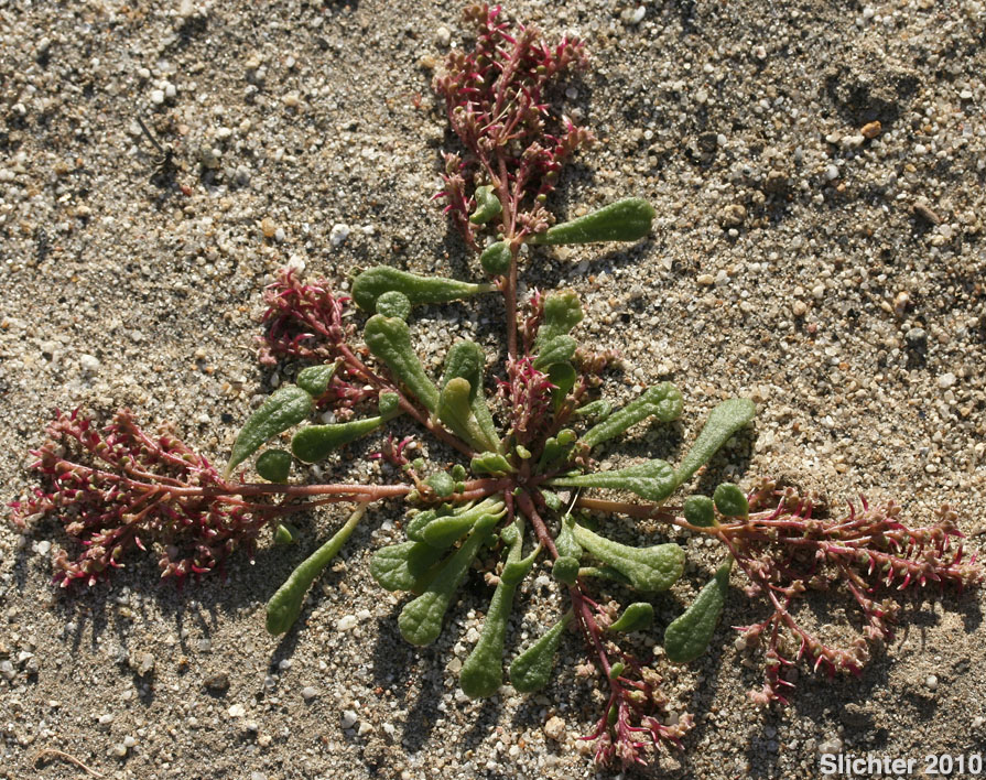 Common Pussypaws, Pussy Paws: Calyptridium monandrum (Synonym: Cistanthe monandra)