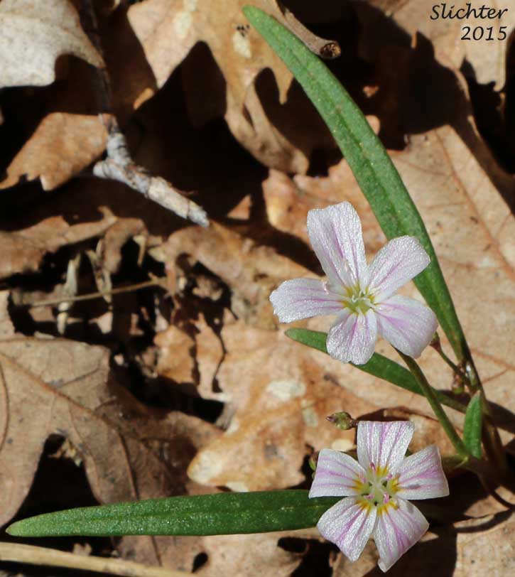 Lanceleaf Springbeauty, Western Springbeauty, Western Spring Beauty: Claytonia lanceolata