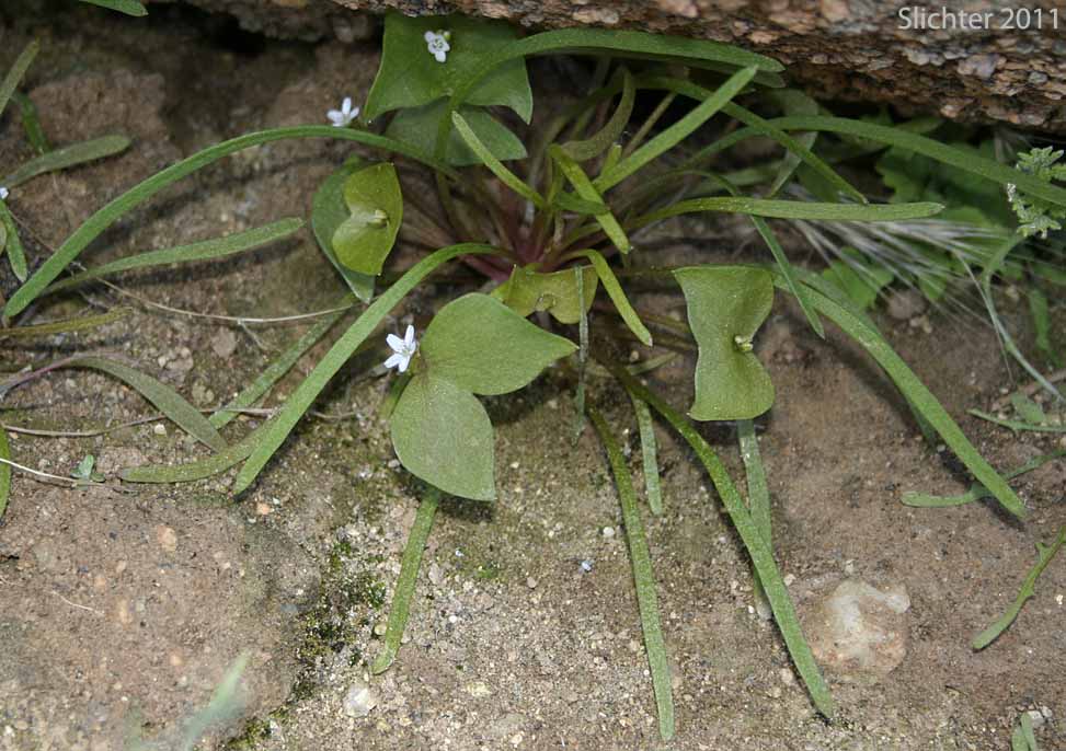 Narrow-leaved Miner's Lettuce, Streambank Springbeauty, Utah Miner's Lettuce: Claytonia parviflora ssp. parviflora (Synonyms: Montia perfoliata; Montia perfoliata var. parviflora)