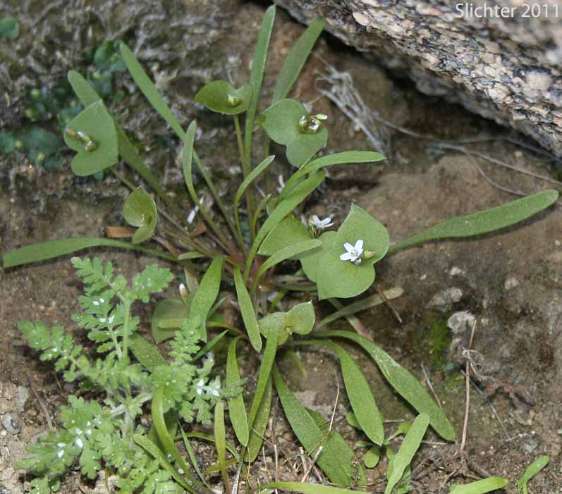 Narrow-leaved Miner's Lettuce, Streambank Springbeauty, Utah Miner's Lettuce: Claytonia parviflora ssp. parviflora (Synonyms: Montia perfoliata; Montia perfoliata var. parviflora)