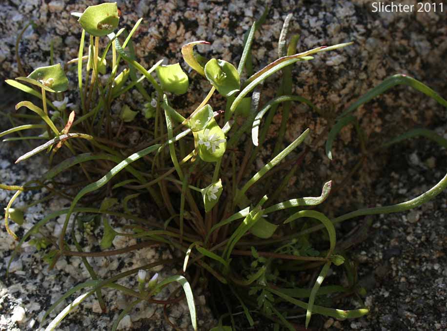 Narrow-leaved Miner's Lettuce, Streambank Springbeauty, Utah Miner's Lettuce: Claytonia parviflora ssp. parviflora (Synonyms: Montia perfoliata; Montia perfoliata var. parviflora)