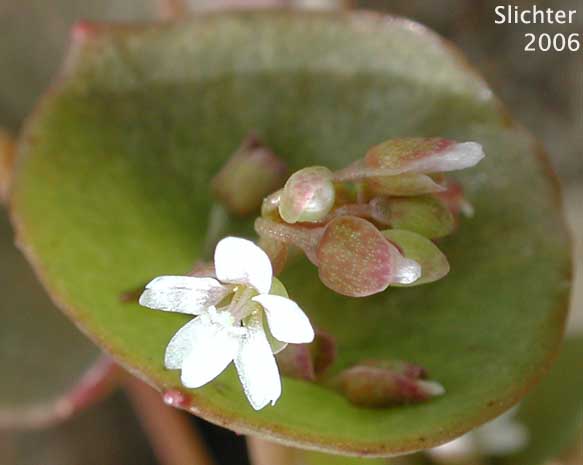 Narrow-leaved Miner's Lettuce, Streambank Springbeauty, Utah Miner's Lettuce: Claytonia parviflora ssp. parviflora (Synonyms: Montia perfoliata; Montia perfoliata var. parviflora)
