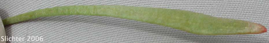 Basal leaf of Narrow-leaved Miner's Lettuce, Streambank Springbeauty, Utah Miner's Lettuce: Claytonia parviflora ssp. parviflora (Synonyms: Montia perfoliata; Montia perfoliata var. parviflora)