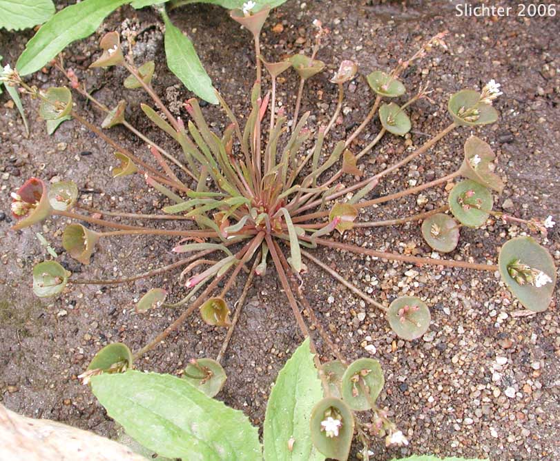 Narrow-leaved Miner's Lettuce, Streambank Springbeauty, Utah Miner's Lettuce: Claytonia parviflora ssp. parviflora (Synonyms: Montia perfoliata; Montia perfoliata var. parviflora)