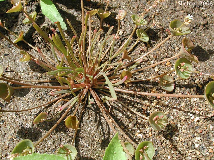 Narrow-leaved Miner's Lettuce, Streambank Springbeauty, Utah Miner's Lettuce: Claytonia parviflora ssp. parviflora (Synonyms: Montia perfoliata; Montia perfoliata var. parviflora)