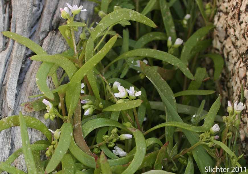 Green Miner's Lettuce, Streambank Springbeauty: Claytonia parviflora ssp. viridis (Synonyms: Montia spathulata var. tenuifolia; Montia spathulata var. viridis)