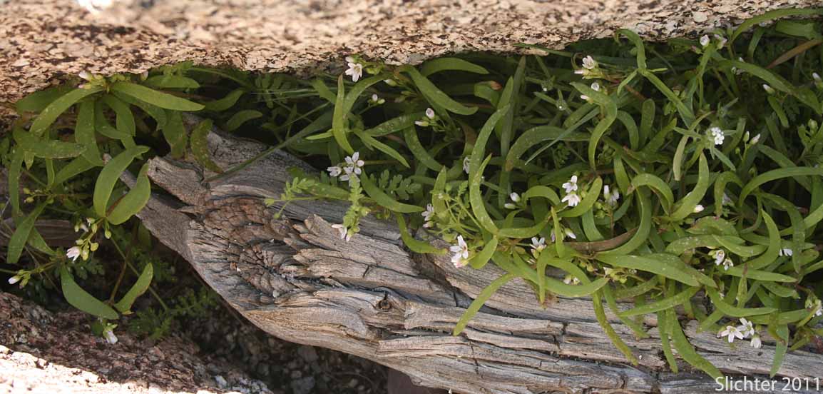 Green Miner's Lettuce, Streambank Springbeauty: Claytonia parviflora ssp. viridis (Synonyms: Montia spathulata var. tenuifolia; Montia spathulata var. viridis)
