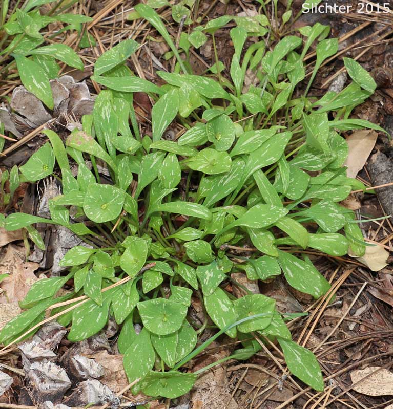 Cuban Spinach, Miner's Lettuce, Winter Purslane: Claytonia perfoliata ssp. intermontana (Synonym: Claytonia perfoliata var. intermontana)