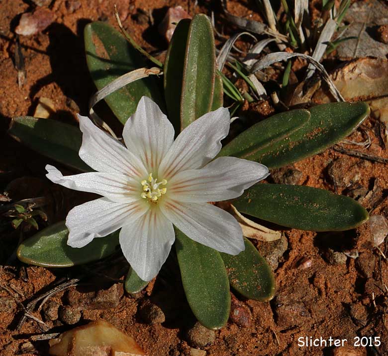 Shortsepal Lewisia: Lewisia brachycalyx