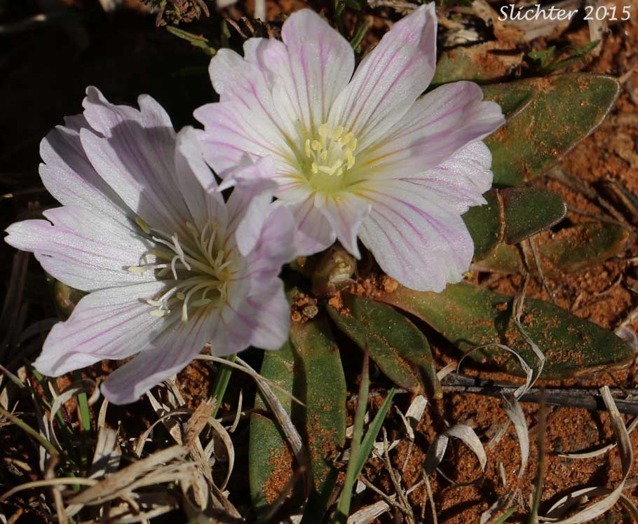 Shortsepal Lewisia: Lewisia brachycalyx