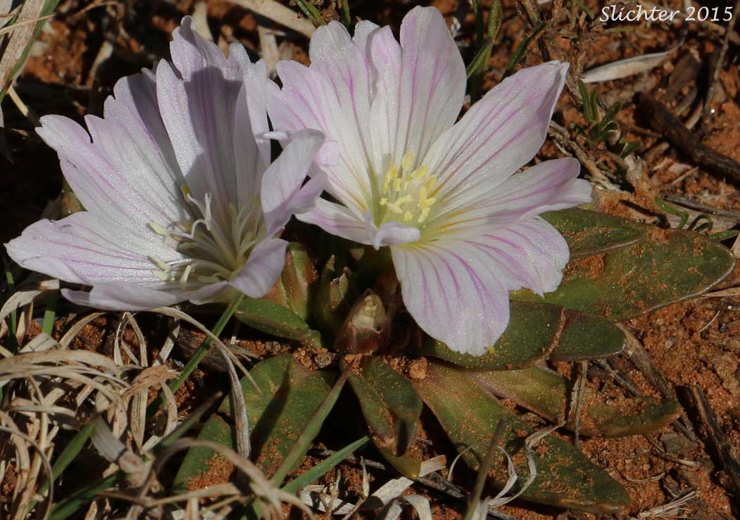 Shortsepal Lewisia: Lewisia brachycalyx