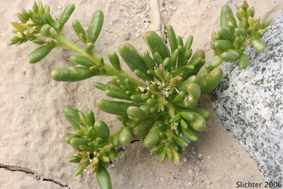 Desert Portulaca, Purslane, Silkcotton Purslane: Portulaca halimoides (Synonym: Portulaca parvula)