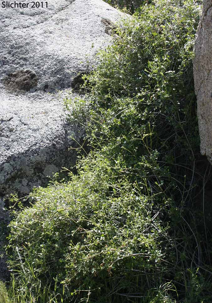 Few-flowered Clematis, Hill Clematis, Ropevine, Small-leaf Virgin's Bower, Southern California Clematis: Clematis pauciflora