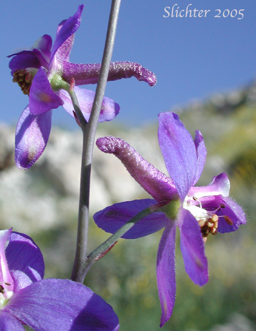 Colorado Desert Larkspur, Intermediate Larkspur, Oceanblue Larkspur: Delphinium parishii ssp. subglobosum (Synonym: Delphinium subglobosum)