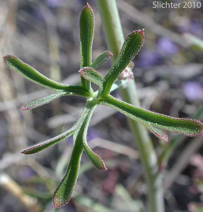 Leaf of Colorado Desert Larkspur, Intermediate Larkspur, Oceanblue Larkspur: Delphinium parishii ssp. subglobosum (Synonym: Delphinium subglobosum)