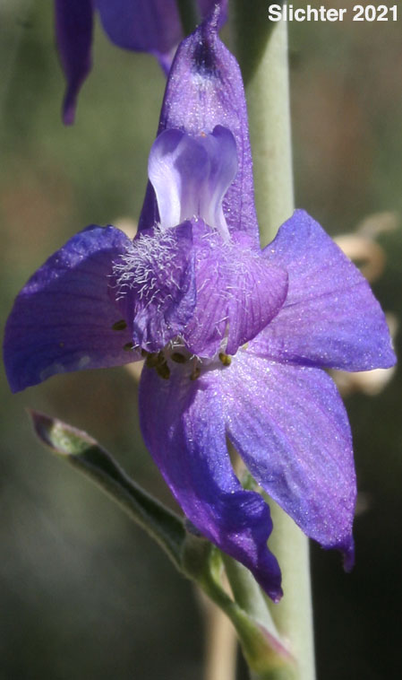 Colorado Desert Larkspur, Intermediate Larkspur, Oceanblue Larkspur: Delphinium parishii ssp. subglobosum (Synonym: Delphinium subglobosum)