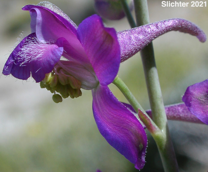 Colorado Desert Larkspur, Intermediate Larkspur, Oceanblue Larkspur: Delphinium parishii ssp. subglobosum (Synonym: Delphinium subglobosum)