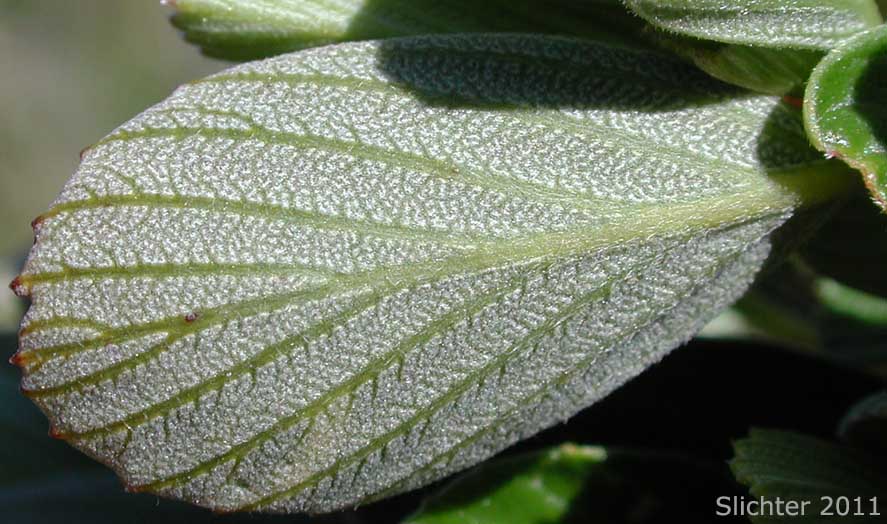 Lower leaf surface of Birchleaf Mountain Mahogany, Birch-leaf Mountain Mahogany: Cercocarpus betuloides var. betuloides (Synonyms: Cercocarpus betulifolius var. minor; Cercocarpus betuloides ssp. macrourus; Cerocarpus betuloides var. macrourus; Cercocarpus douglasii; Cercocarpus macrourus; Cercocarpus minutiflorus; Cercocarpus montanus var. glaber; Cercocarpus montanus var. macrourus; Cercocarpus montanus var. minutiflorus; Cercocarpus parvifolius var. glaber; Cercocarpus rotundifolius)
