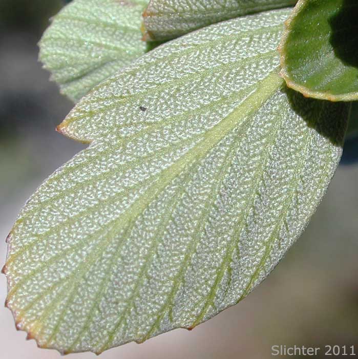 Underside leaf surface of Birchleaf Mountain Mahogany, Birch-leaf Mountain Mahogany: Cercocarpus betuloides var. betuloides (Synonyms: Cercocarpus betulifolius var. minor; Cercocarpus betuloides ssp. macrourus; Cerocarpus betuloides var. macrourus; Cercocarpus douglasii; Cercocarpus macrourus; Cercocarpus minutiflorus; Cercocarpus montanus var. glaber; Cercocarpus montanus var. macrourus; Cercocarpus montanus var. minutiflorus; Cercocarpus parvifolius var. glaber; Cercocarpus rotundifolius)