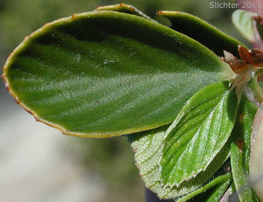 Upper leaf surface of Birchleaf Mountain Mahogany, Birch-leaf Mountain Mahogany: Cercocarpus betuloides var. betuloides (Synonyms: Cercocarpus betulifolius var. minor; Cercocarpus betuloides ssp. macrourus; Cerocarpus betuloides var. macrourus; Cercocarpus douglasii; Cercocarpus macrourus; Cercocarpus minutiflorus; Cercocarpus montanus var. glaber; Cercocarpus montanus var. macrourus; Cercocarpus montanus var. minutiflorus; Cercocarpus parvifolius var. glaber; Cercocarpus rotundifolius)