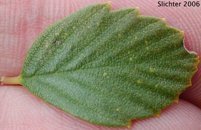 Birchleaf Mountain Mahogany, Birch-leaf Mountain Mahogany: Cercocarpus betuloides var. betuloides (Synonyms: Cercocarpus betulifolius var. minor; Cercocarpus betuloides ssp. macrourus; Cerocarpus betuloides var. macrourus; Cercocarpus douglasii; Cercocarpus macrourus; Cercocarpus minutiflorus; Cercocarpus montanus var. glaber; Cercocarpus montanus var. macrourus; Cercocarpus montanus var. minutiflorus; Cercocarpus parvifolius var. glaber; Cercocarpus rotundifolius)