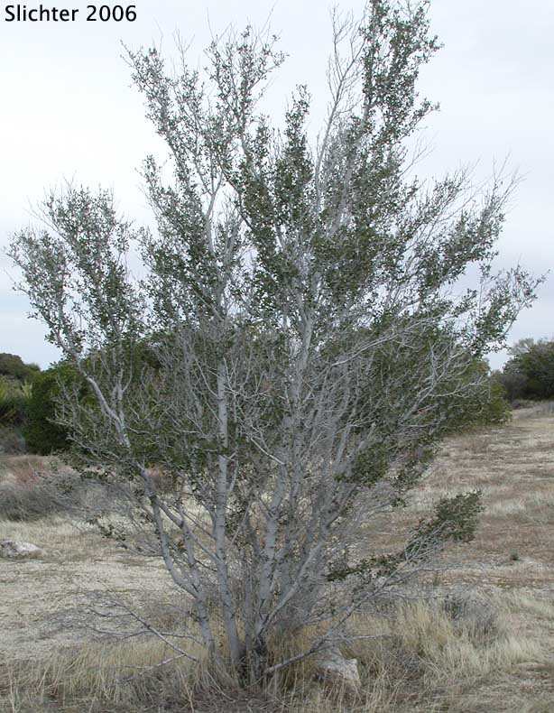 Birchleaf Mountain Mahogany, Birch-leaf Mountain Mahogany: Cercocarpus betuloides var. betuloides (Synonyms: Cercocarpus betulifolius var. minor; Cercocarpus betuloides ssp. macrourus; Cerocarpus betuloides var. macrourus; Cercocarpus douglasii; Cercocarpus macrourus; Cercocarpus minutiflorus; Cercocarpus montanus var. glaber; Cercocarpus montanus var. macrourus; Cercocarpus montanus var. minutiflorus; Cercocarpus parvifolius var. glaber; Cercocarpus rotundifolius)