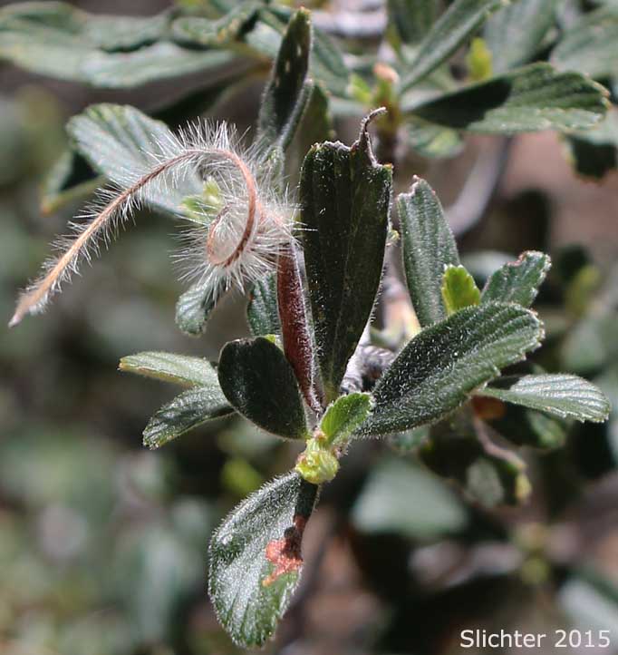 Alderleaf Mountain Mahogany: Cercocarpus montanus (Synonyms: Cercocarpus argenteus; Cercocarpus montanus var. argenteus; Cercocarpus parvifolius; Cercocarpus parvifolius var. hirsutissimus; Cercocarpus parvifolius var. minimus)