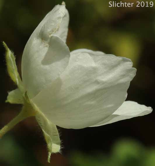 Flower of Apache Plume: Fallugia paradoxa